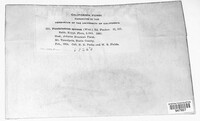Pucciniastrum sparsum image